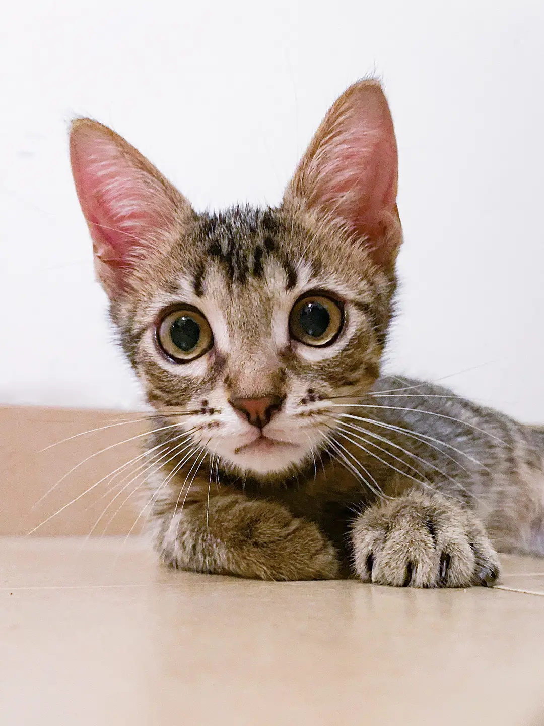 Adaptación gato hogar