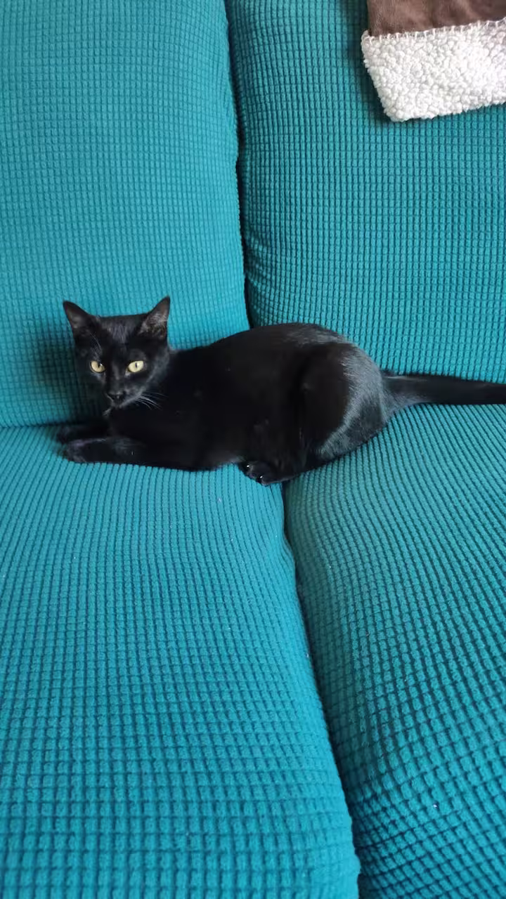 Elsa, gata rescatada