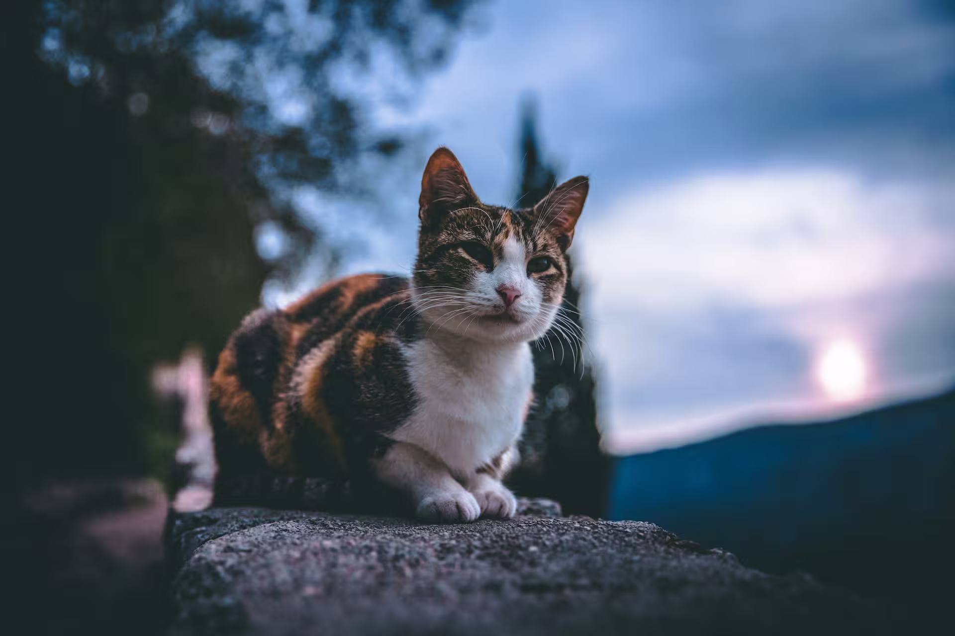 Gato muerto en la calle