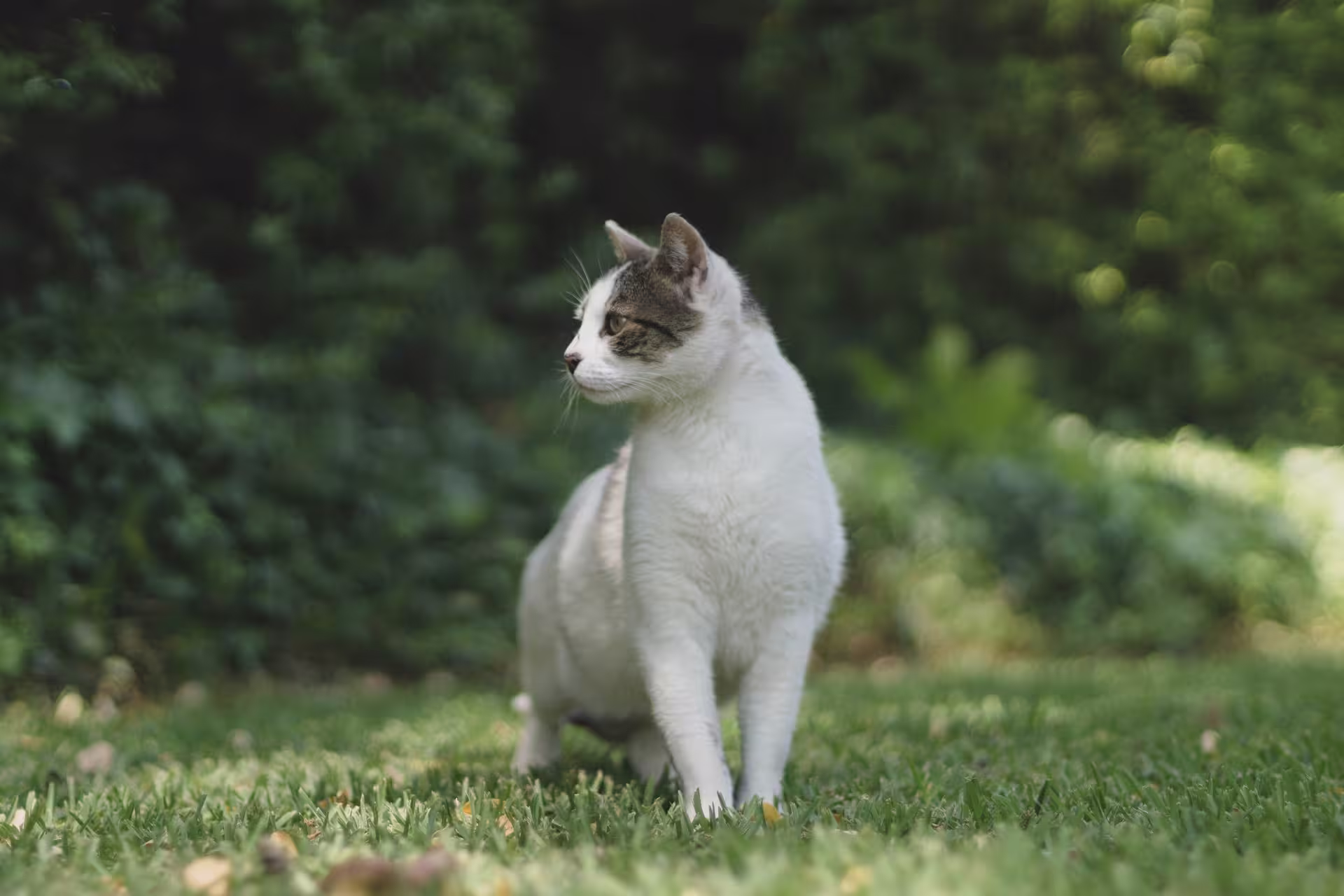 Gato herido en la calle