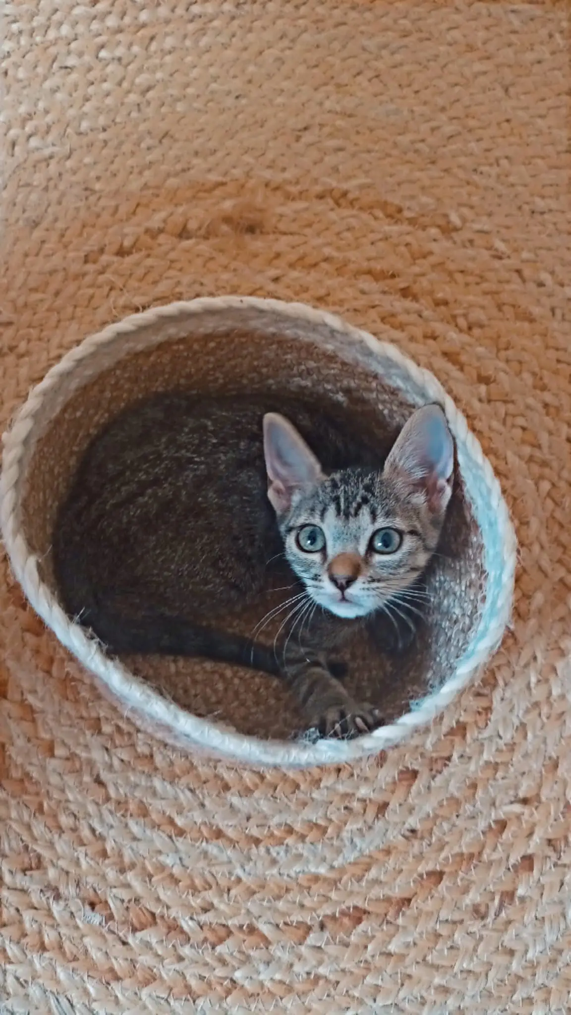 Gato una cesta
