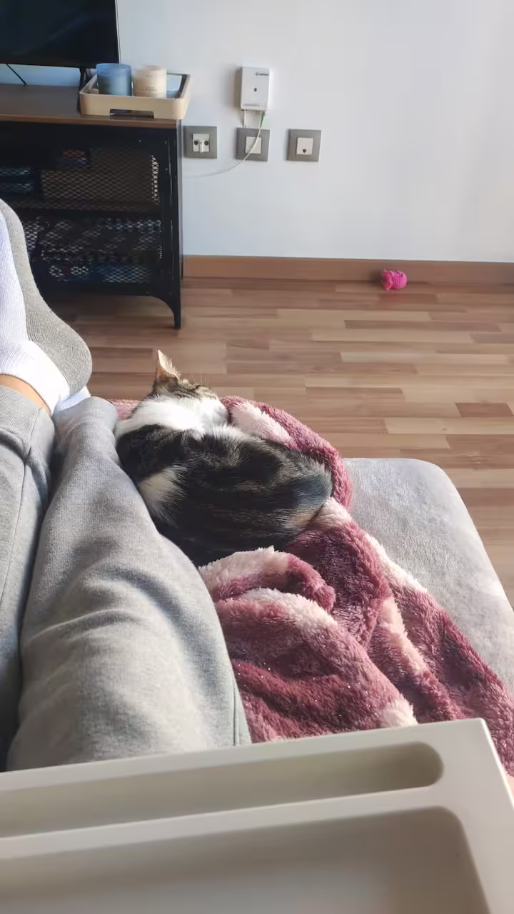 Lola, gata en adopción