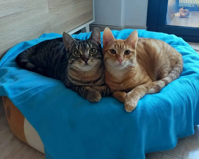 Maui e Indie
