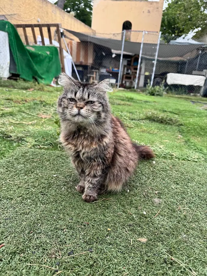 Gato en la calle