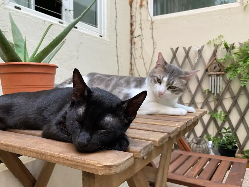 Mimo y Otto