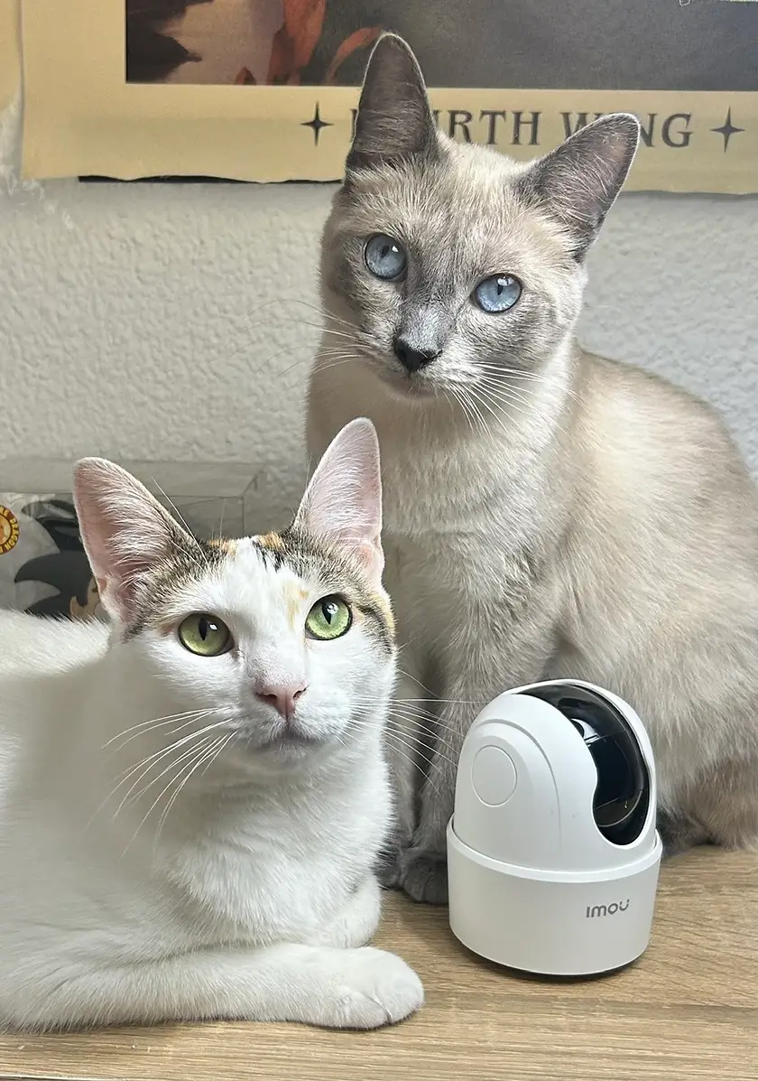 Nami y Robin