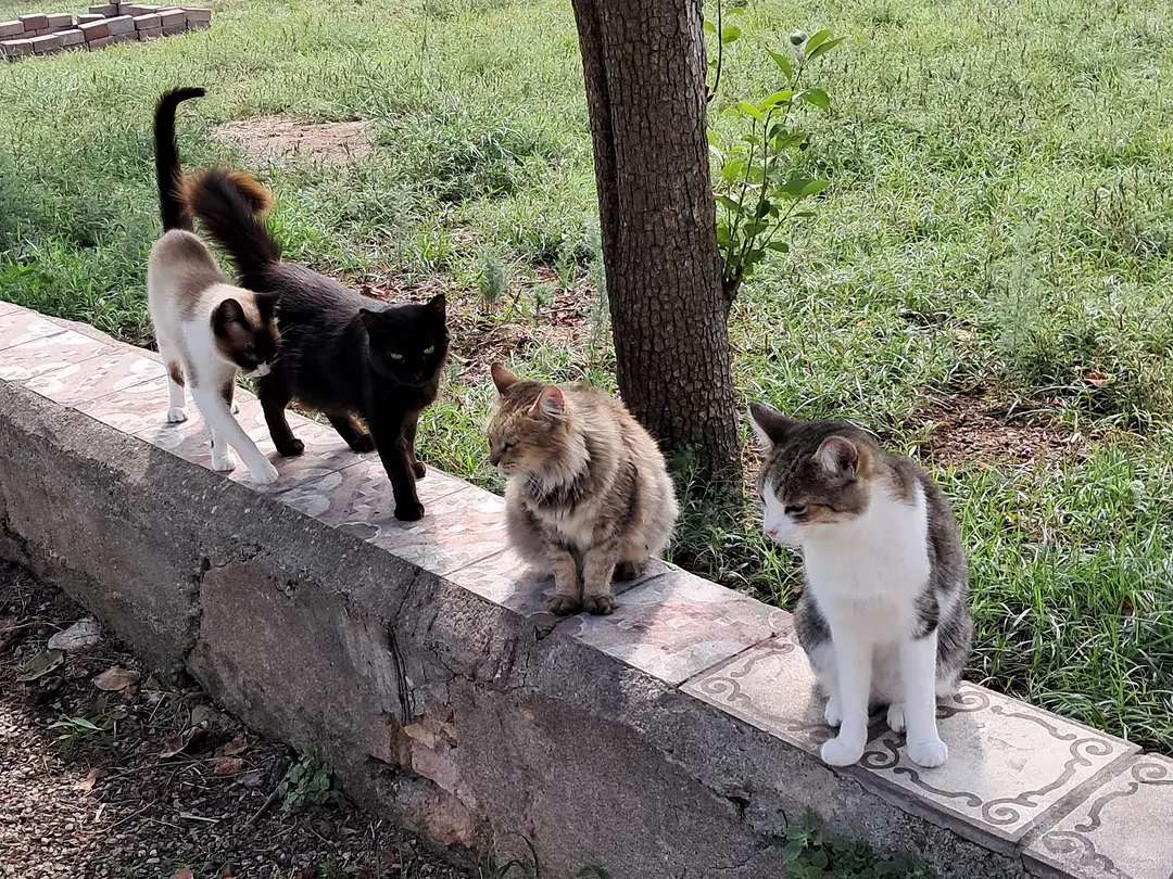 Voluntarios de Espargats