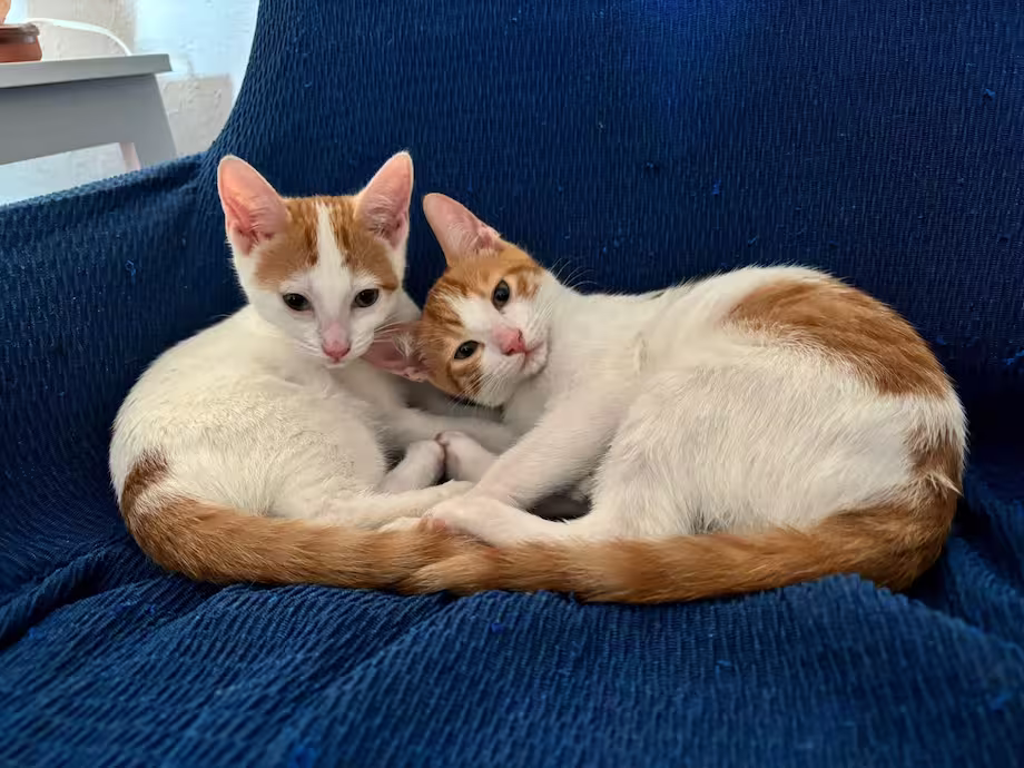Snow y Teodoro, gatos acogidos