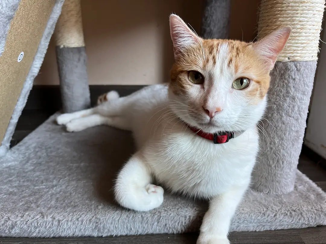Por qué adoptar con Espargats