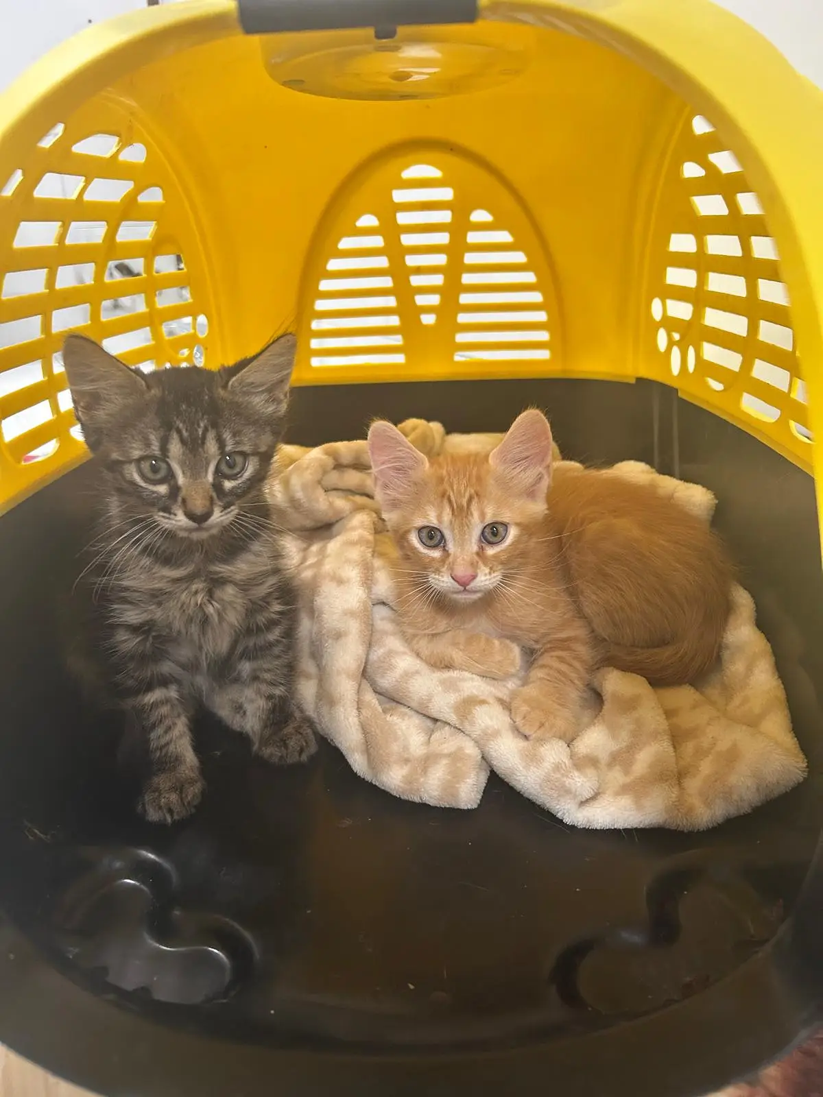 Gatos en transportín